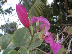 Jamaica06 (63)
